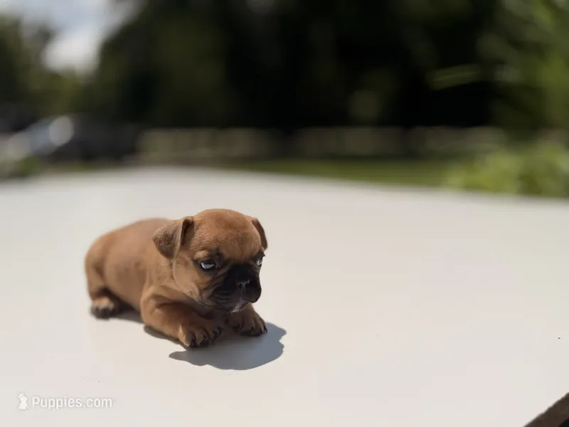 Mavrick  – French Bulldog puppy for sale in Morrow, OH