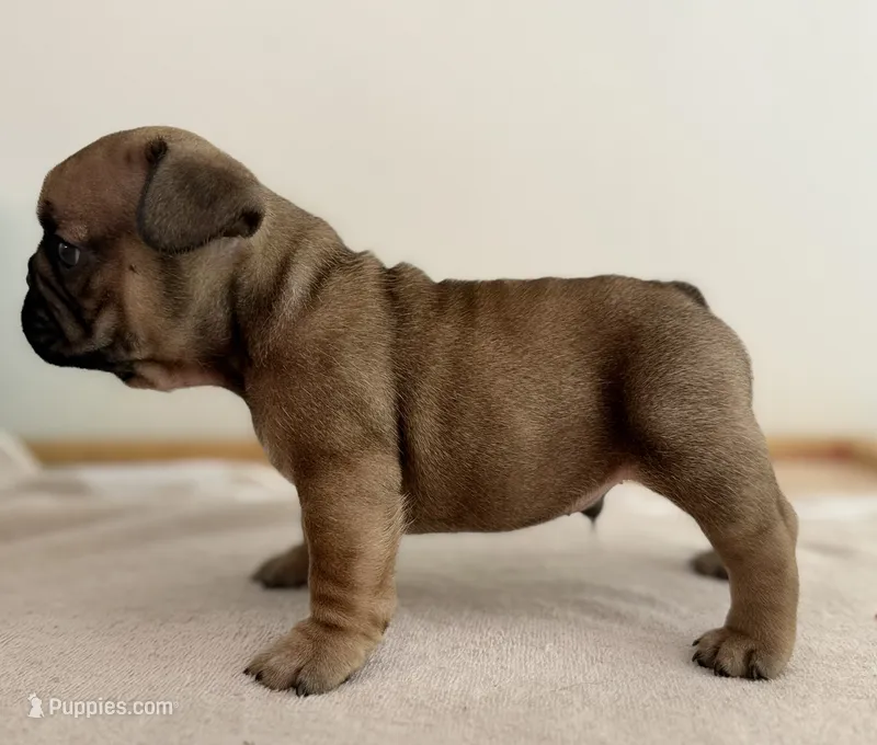 Dusk – French Bulldog puppy for sale in Morrow, OH