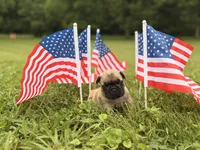 Oscar mayer, a male French Bulldog for sale in Morrow, OH – 4 of 9
