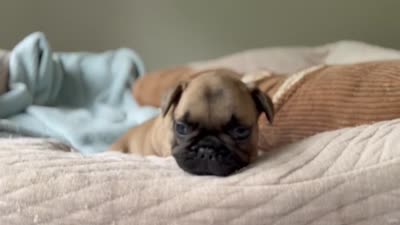 Oscar mayer, a male French Bulldog for sale in Morrow, OH – 9 of 9