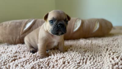 Mavrick , a male French Bulldog for sale in Morrow, OH – 8 of 10