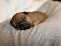 Blaze, a male French Bulldog for sale in Morrow, OH – 3 of 9