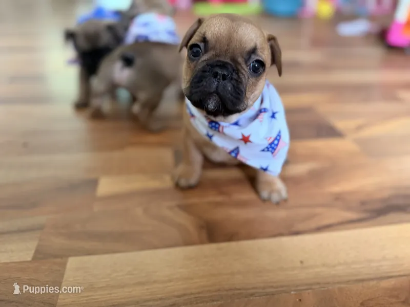 Mavrick  – French Bulldog puppy for sale in Morrow, OH