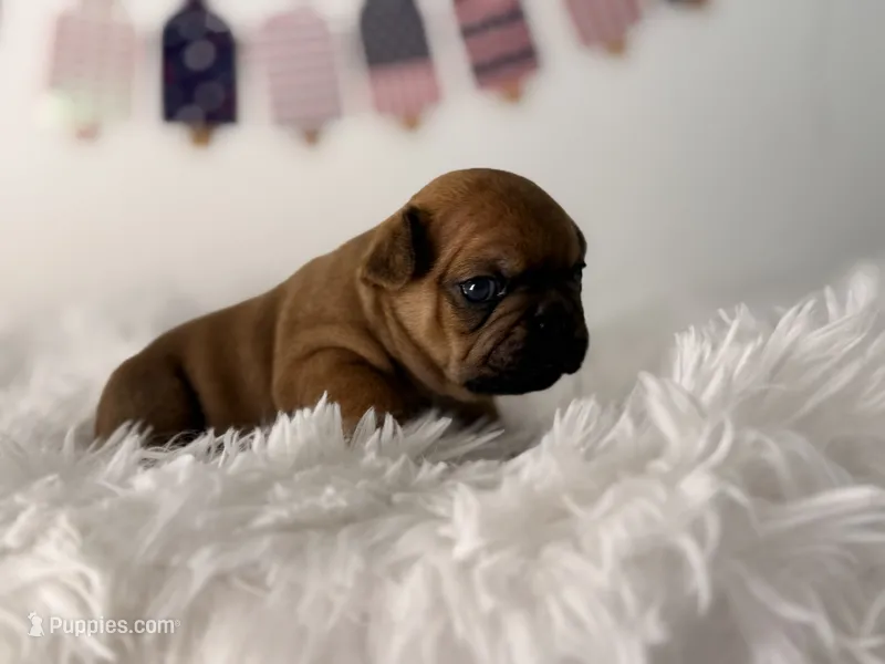 Blaze – French Bulldog puppy for sale in Morrow, OH