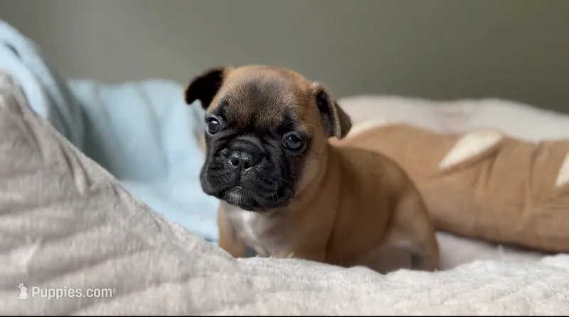 Rockit – French Bulldog puppy for sale in Morrow, OH