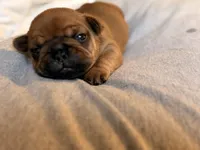Blaze, a male French Bulldog for sale in Morrow, OH – 2 of 9