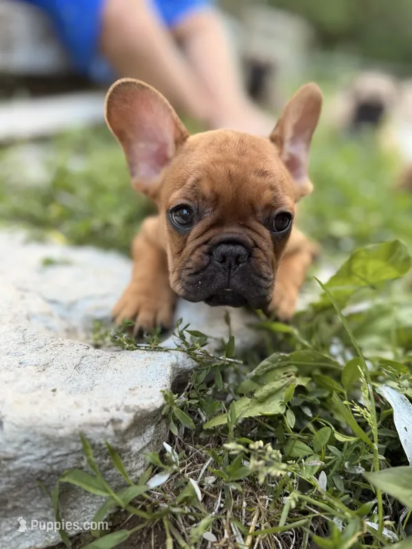 Blaze – French Bulldog puppy for sale in Morrow, OH