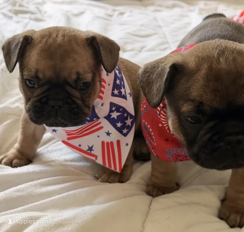 Dusk – French Bulldog puppy for sale in Morrow, OH