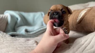 Mavrick , a male French Bulldog for sale in Morrow, OH – 10 of 10