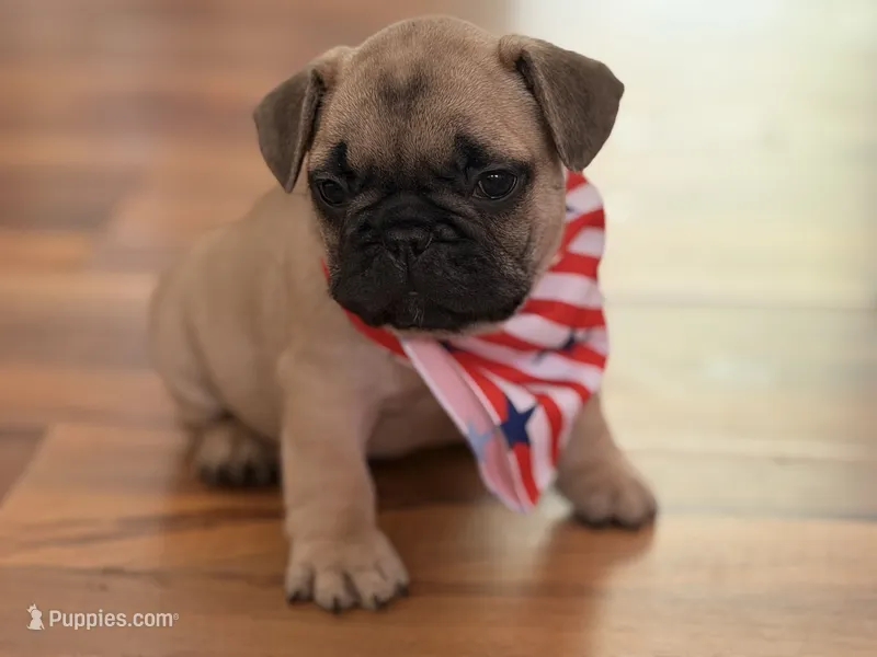 Oscar mayer – French Bulldog puppy for sale in Morrow, OH