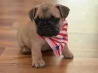 Oscar mayer, a male French Bulldog for sale in Morrow, OH – 1 of 9