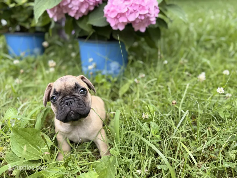 Oscar mayer – French Bulldog puppy for sale in Morrow, OH
