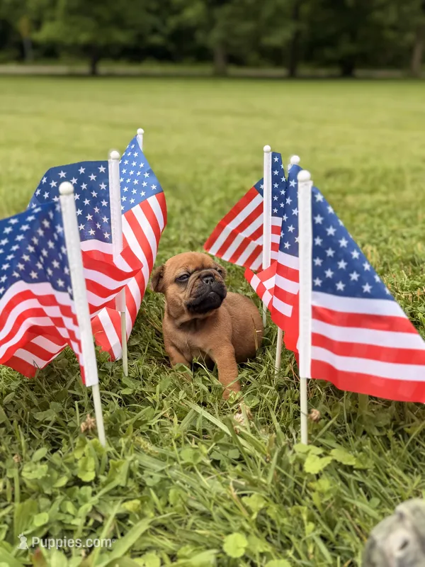 Blaze – French Bulldog puppy for sale in Morrow, OH