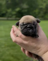Banner, a male French Bulldog for sale in Morrow, OH – 1 of 8