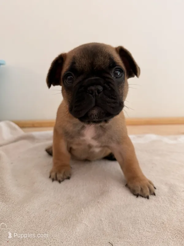 Rockit – French Bulldog puppy for sale in Morrow, OH