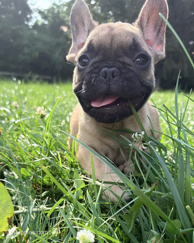 Oscar mayer – French Bulldog puppy for sale in Morrow, OH