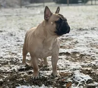 Banner, a male French Bulldog for sale in Morrow, OH – 5 of 8