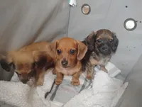 Sassy, a female Miniature Dachshund for sale in Munfordville, KY – 5 of 7