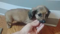 Lilly , a female Miniature Dachshund for sale in Munfordville, KY – 1 of 6