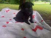 Lucky , a male Chihuahua for sale in Munfordville, KY – 3 of 4