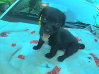 Molly, a female Chihuahua for sale in Munfordville, KY – 2 of 5