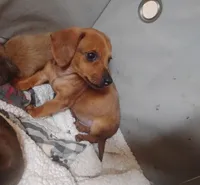 Max, a male Miniature Dachshund for sale in Munfordville, KY – 3 of 6