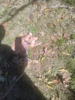 Foxy , a female Chihuahua for sale in Munfordville, KY – 2 of 6