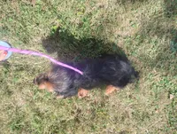Max, a male Poodle - Miniature  and Miniature Dachshund for sale in Munfordville, KY – 4 of 5