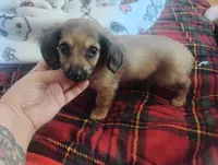 Lilly , a female Miniature Dachshund for sale in Munfordville, KY – 6 of 6