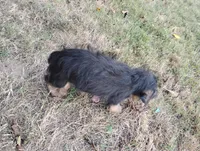 Lilly , a female Dachshund and Yorkshire Terrier for sale in Munfordville, KY – 6 of 6