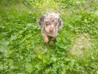 Precious , a female Miniature Dachshund for sale in Munfordville, KY – 2 of 7