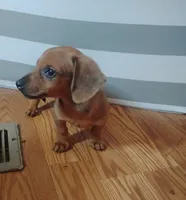 Max, a male Miniature Dachshund for sale in Munfordville, KY – 3 of 6