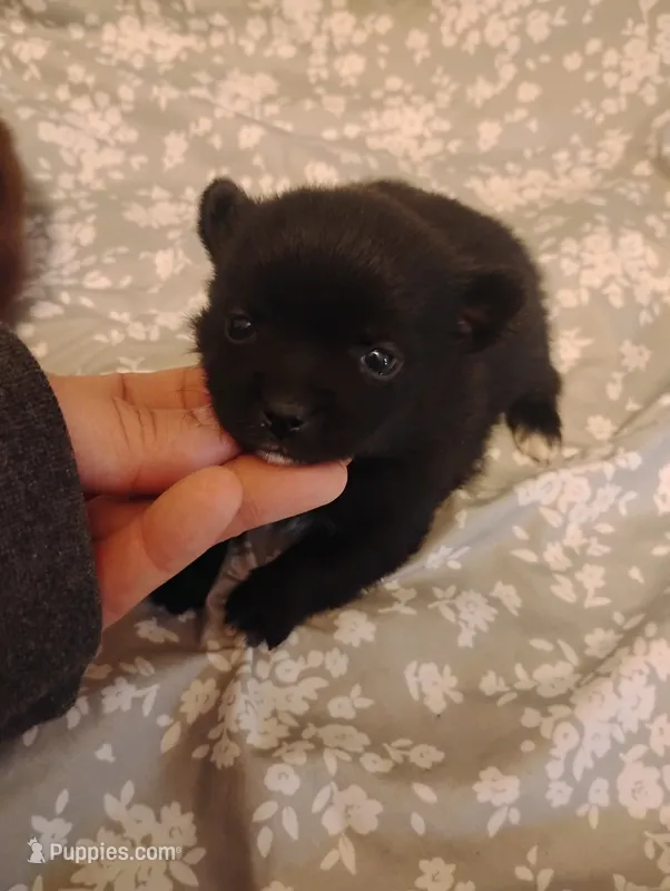 Dixie  – Chihuahua puppy for sale in Munfordville, KY