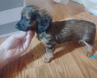 Molly, a female Miniature Dachshund for sale in Munfordville, KY – 3 of 6