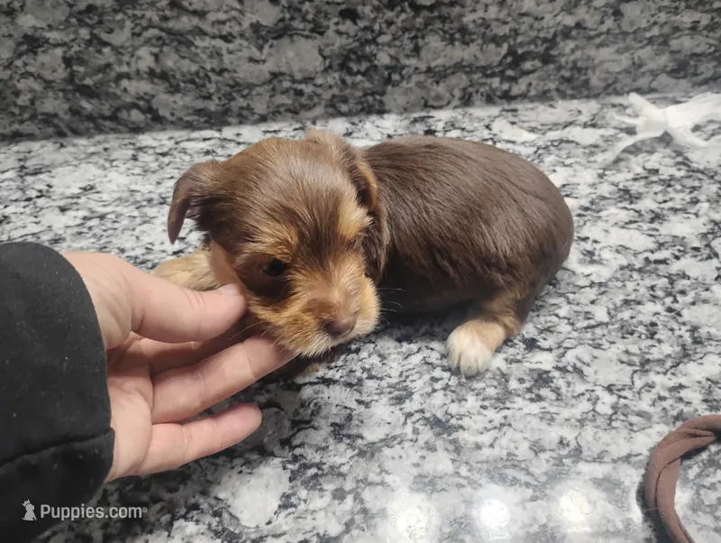Max, a male Yorkshire Terrier for sale in Munfordville, KY – 1 of 3