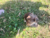 Max, a male Yorkshire Terrier for sale in Munfordville, KY – 2 of 4