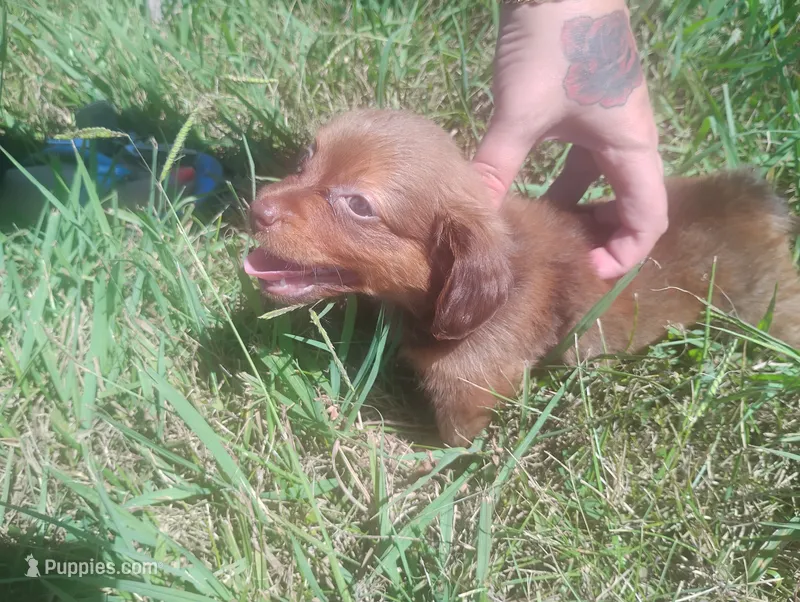 Milo – Miniature Dachshund puppy for sale in Munfordville, KY