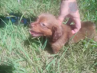 Milo, a male Miniature Dachshund for sale in Munfordville, KY – 1 of 7