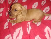 Milo, a male Miniature Dachshund for sale in Munfordville, KY – 3 of 4