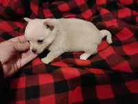 Lilly , a female Chihuahua for sale in Munfordville, KY – 3 of 4