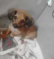 Chloe, a female Miniature Dachshund for sale in Munfordville, KY – 2 of 5