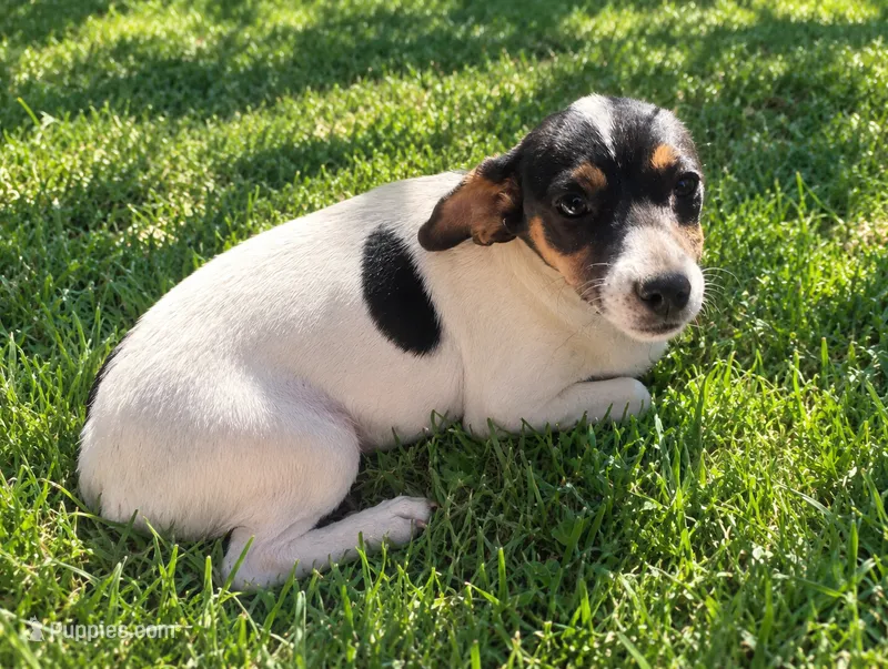 Molly – Rat Terrier, Miniature Dachshund puppy for sale in Munfordville, KY