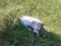 Lilly , a female Chihuahua for sale in Munfordville, KY – 1 of 5