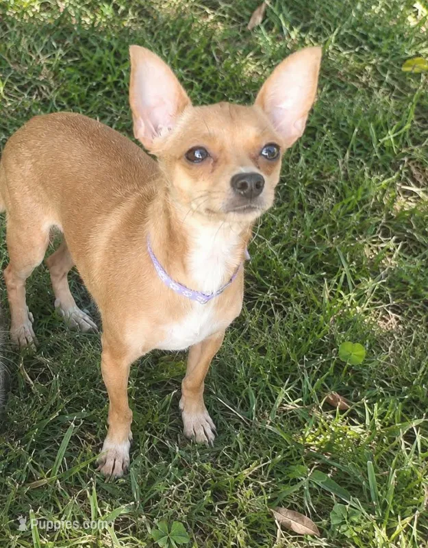 Foxxy – Chihuahua puppy for sale in Munfordville, KY