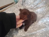 Hershey, a male Chihuahua for sale in Munfordville, KY – 3 of 3