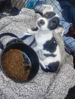 Daisy , a female Chihuahua for sale in Munfordville, KY – 5 of 6