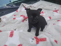 Lilly , a female Chihuahua for sale in Munfordville, KY – 3 of 5