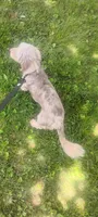 Max , a male Doxiepoo for sale in Munfordville, KY – 3 of 3