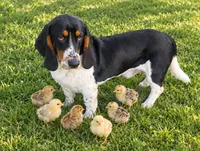 Bubby , a male Basset Hound for sale in Munfordville, KY – 1 of 5