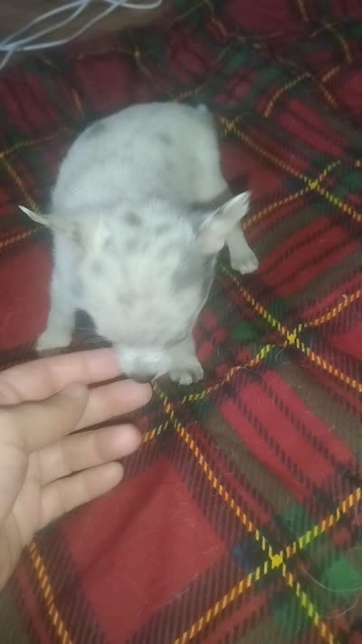 Princess , a female Chihuahua for sale in Munfordville, KY – 6 of 6
